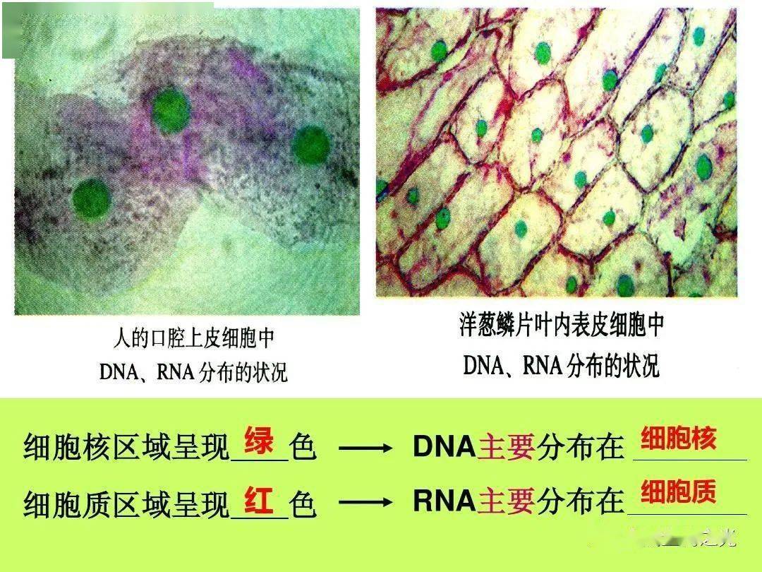 应用使细胞染色,可以显示dna和rna在细胞中的分布.