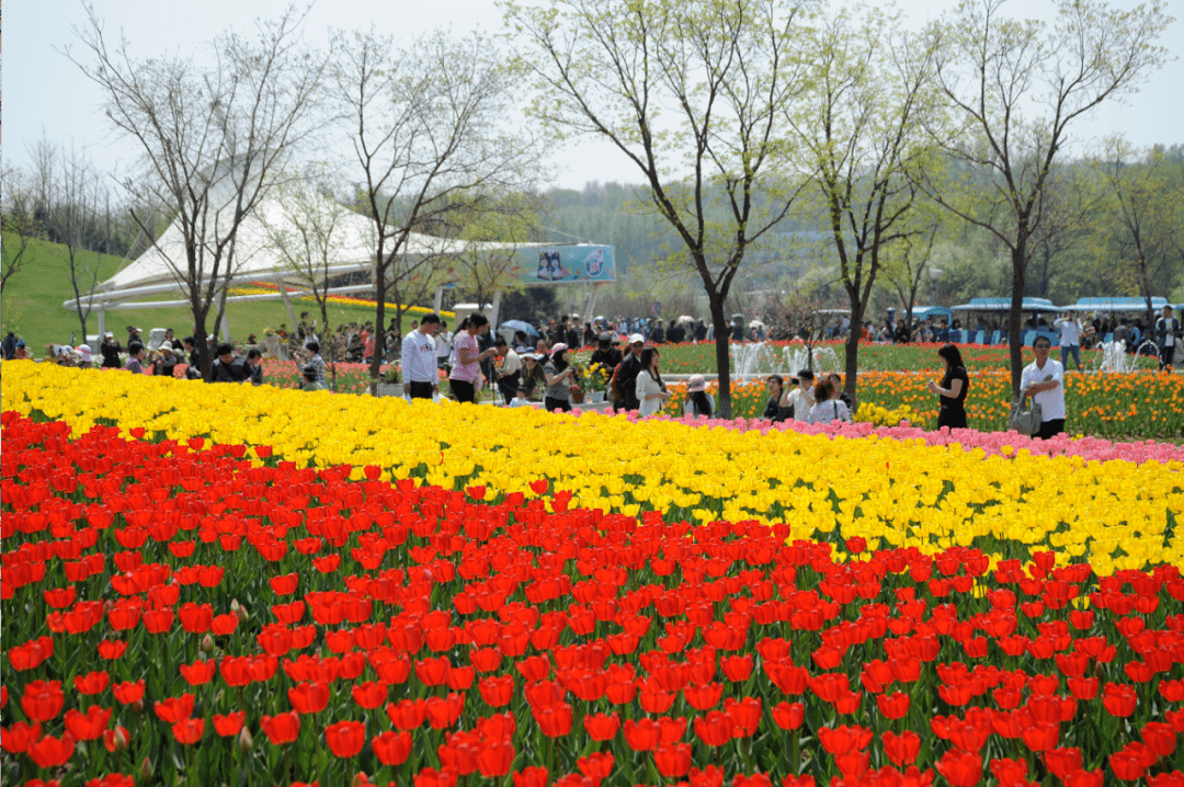 每年4月底,沈阳市植物园(沈阳世博园)郁金香文化节都会吸引大量游客前