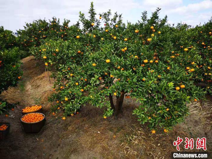 峰会暨2020年浙江台州黄岩柑橘旅游节在"中国蜜橘之乡"台州黄岩启动
