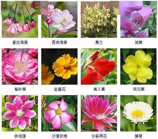 图鉴| 一次看完432种观花植物,认花不求人!