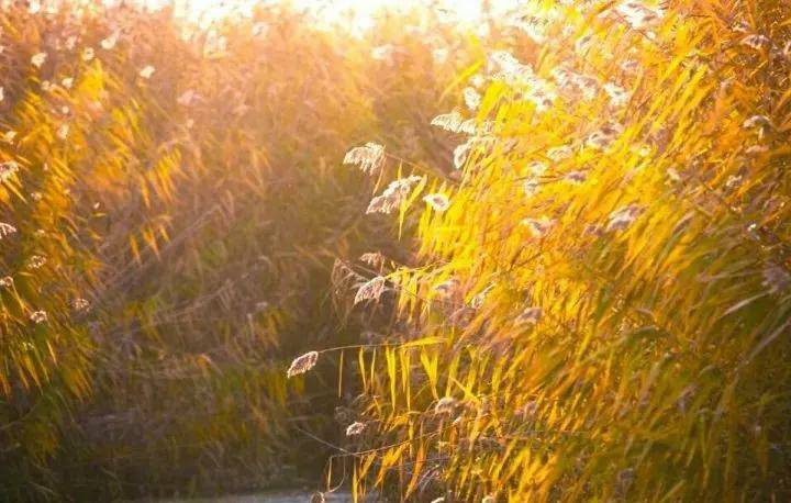 白洋|系列广播剧第170期：是什么原因让晴空万里的淀面突然浓雾重锁