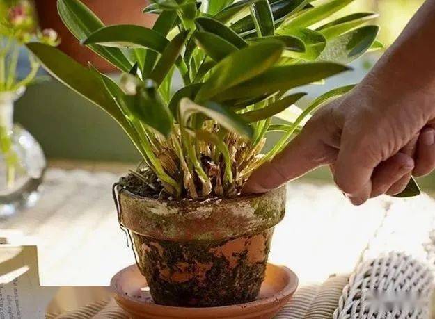 怎么种姜盆栽 44757976b0f04da29d39cdd4c1964b48.jpeg