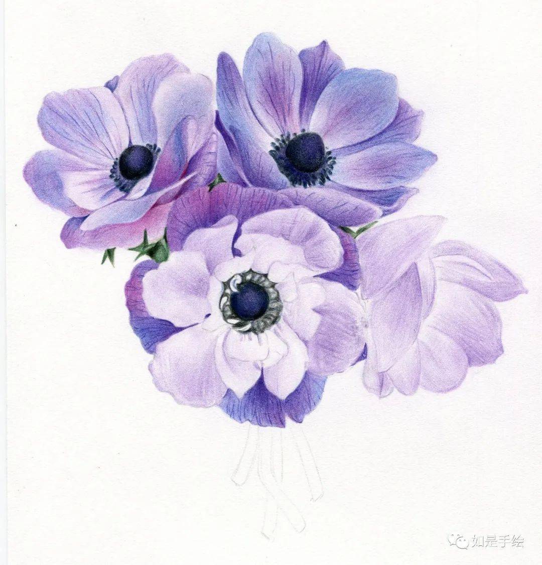 彩铅手绘 银莲花束