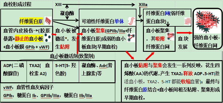 血小板血栓形成过程和抗血小板聚集药物的作用机制,一图帮你理清!