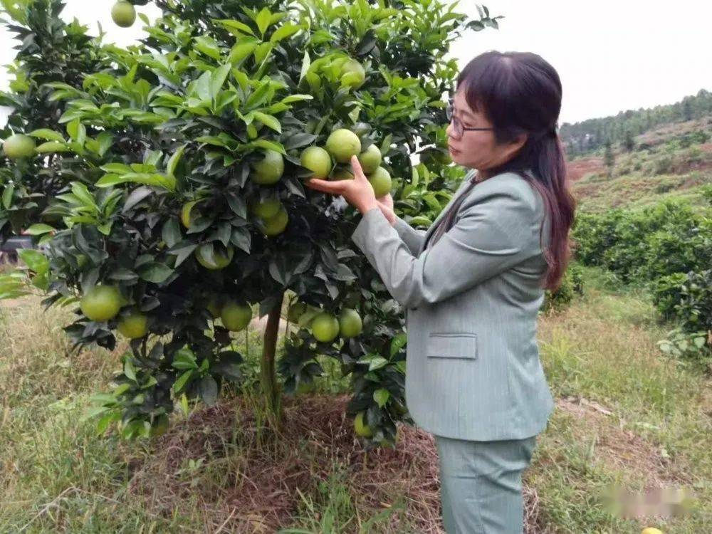 科学种植优质丰产脐橙