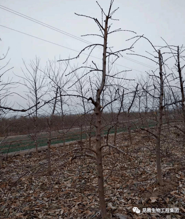 二,采用苹果树修剪手法,移花接木