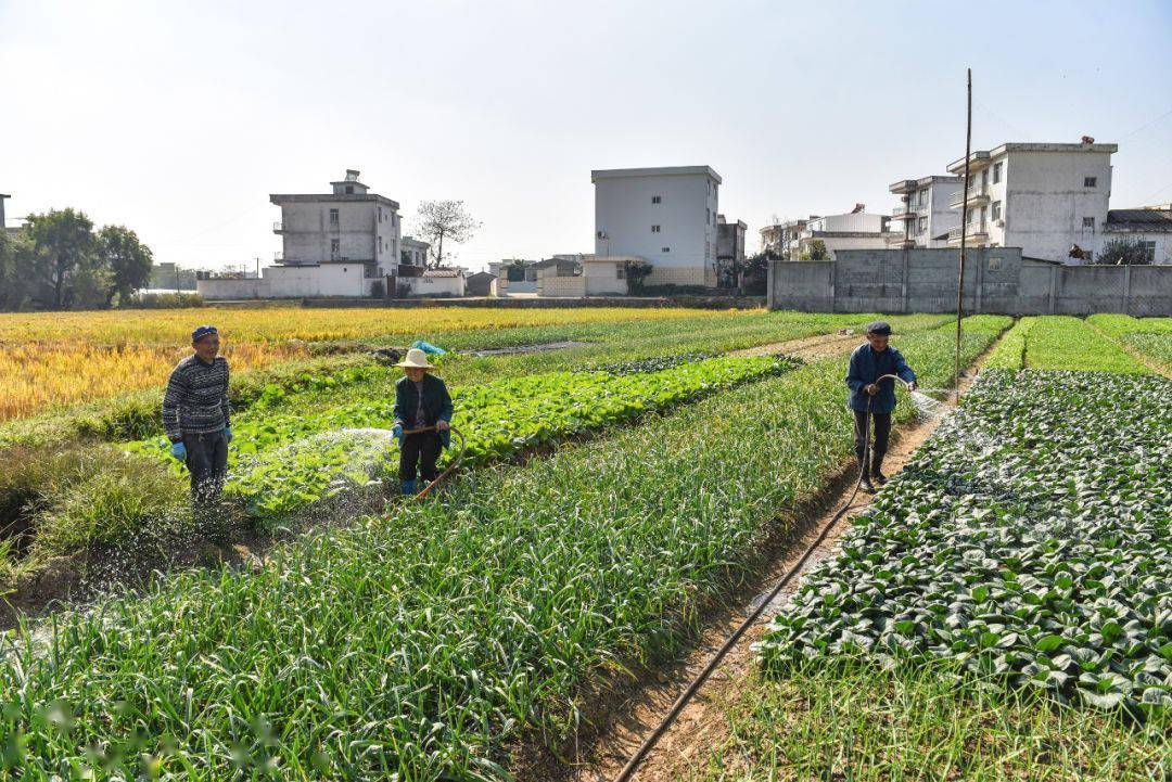菜园子里奔小康