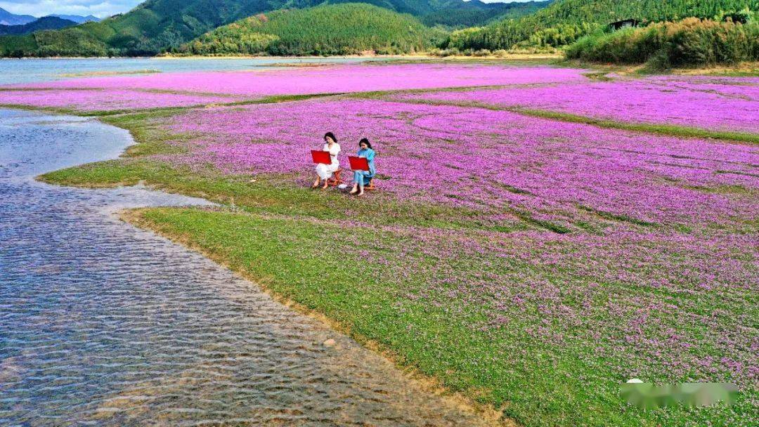 游仙那一片蓼子花海……_大余