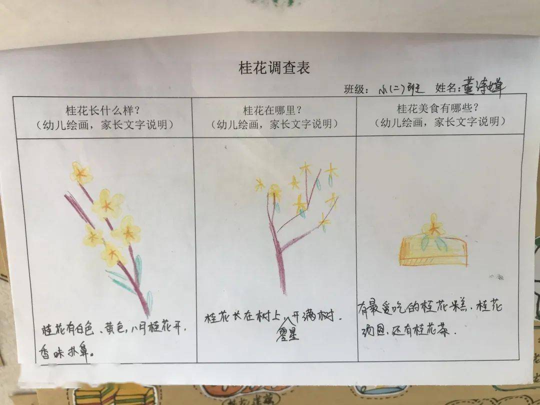 桂飘香探趣浓小班段与桂花的小故事