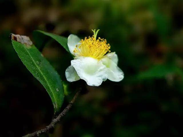 喝过绿茶见过茶树花吗