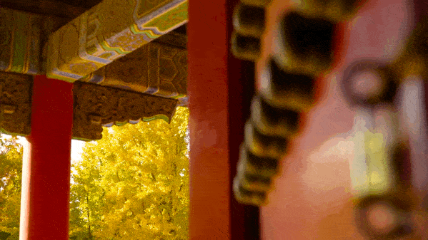 古老的故宫 高颜值的银杏叶,真是美不胜收