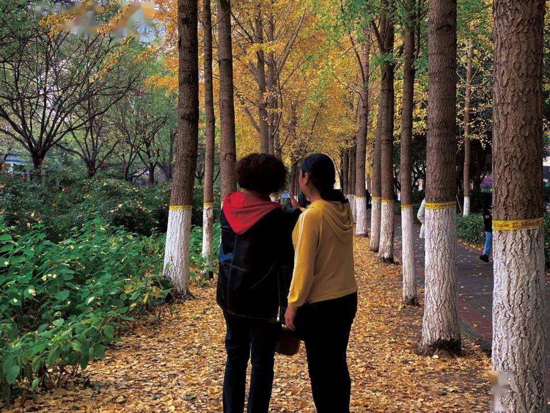 风吹落叶黄 a729c575d8df4a9f985e0968153183c4.jpeg