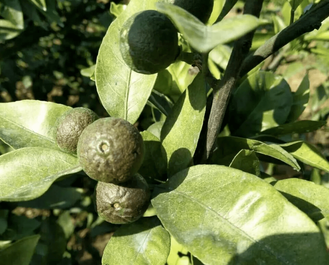 现在才想起打柑橘锈壁虱,早干嘛