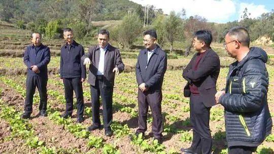 喜讯| 我县荣获"国家油菜产业技术体系云南牟定科技示范县"荣誉称号