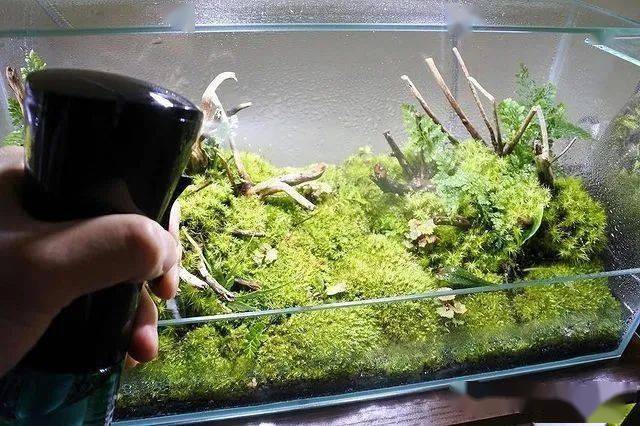 苔藓微景观制作教程 165ae98f859d4d2dbaa611f78986bdb6.jpeg