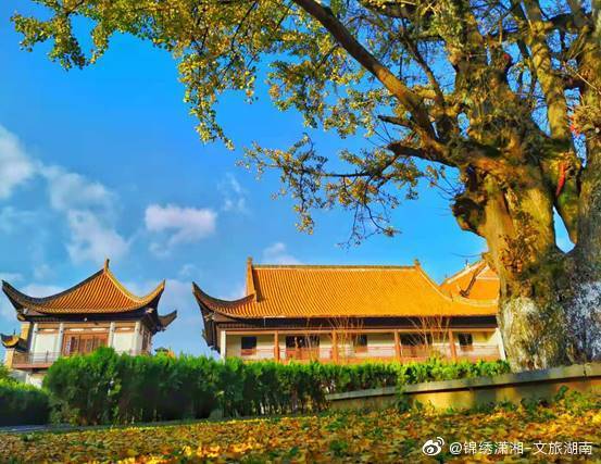 宁乡|唐朝宰相在宁乡种了一棵银杏树 美了千年