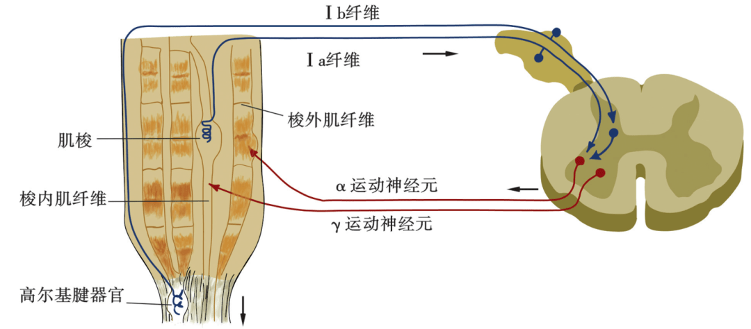 【每日一讲】第327期 肌肉感受器与疼痛