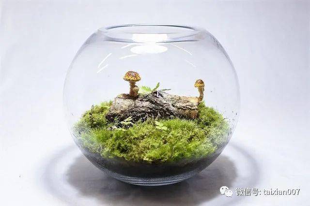 苔藓微景观作品300款设计
