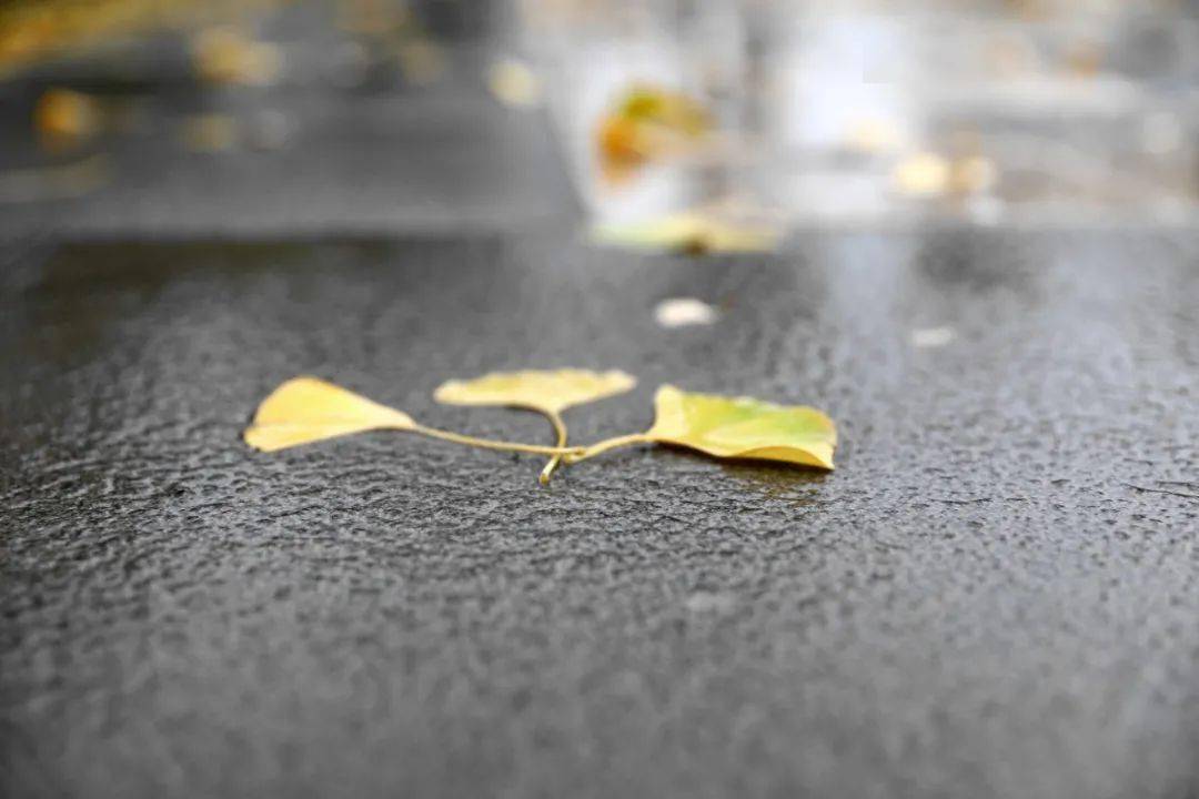 "飒飒冬雨中,浅浅石榴泻"的意境中  雨中街景 抑或是随处的一片草地