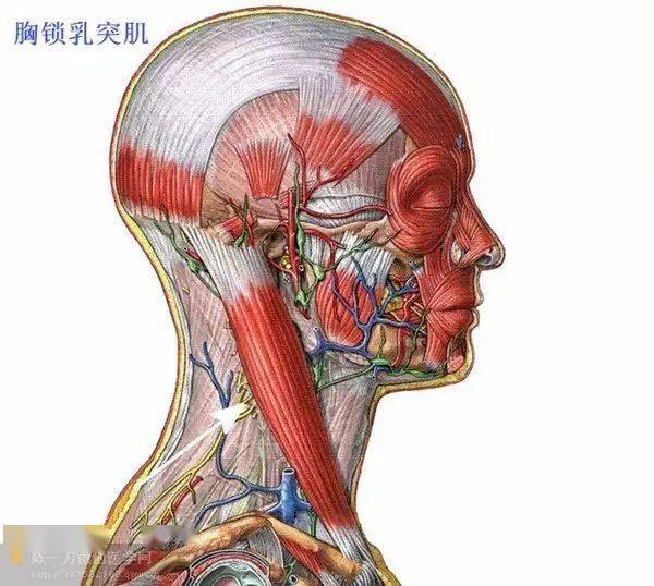 全系精准解剖(内部资料,分享大家)