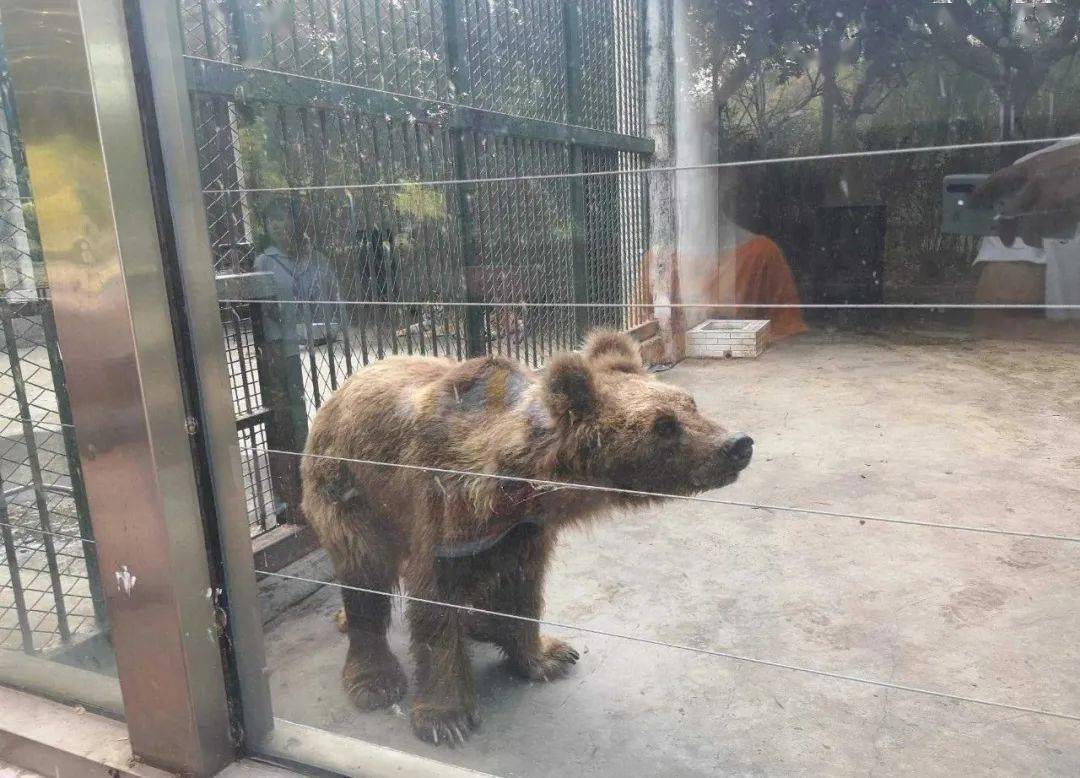市民逛泰州动物园有感慨:"园内动物怎么会变成这个样子?