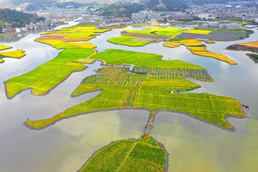 每日一景|温岭坞根大塘湿地