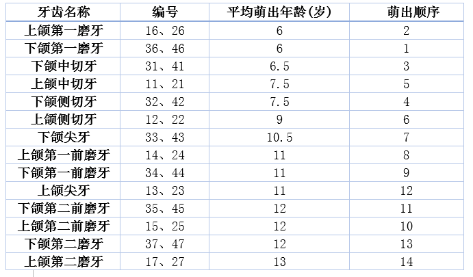 (牙齿"萌出顺序"需考虑个体差异)