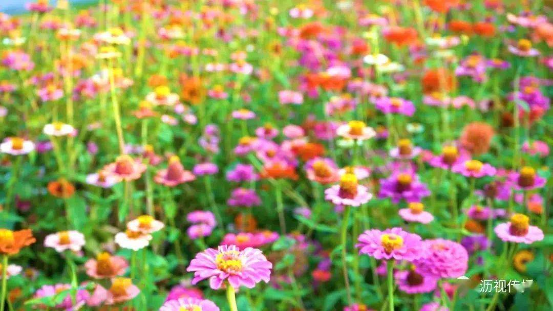 芳草连天,风吹麦浪,佛山深秋入画来