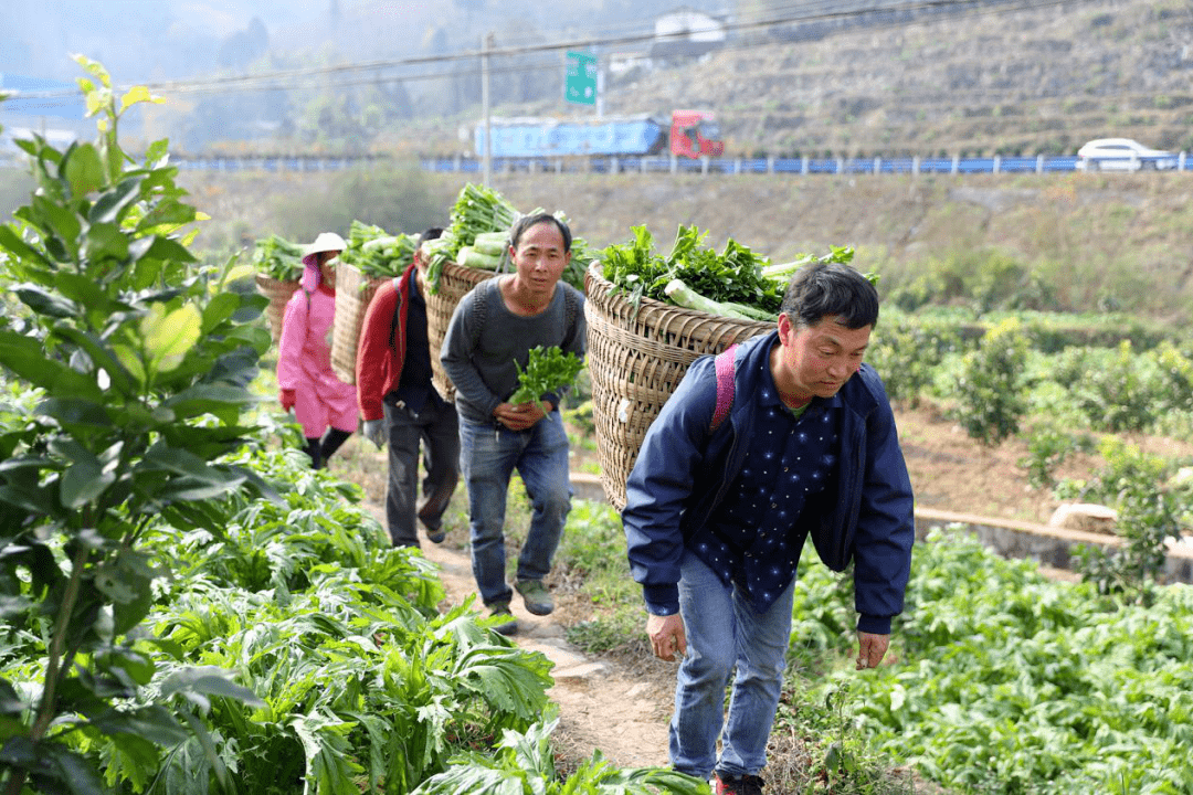 厉害了!从田间到餐桌,余庆蔬菜直供广东广西重庆