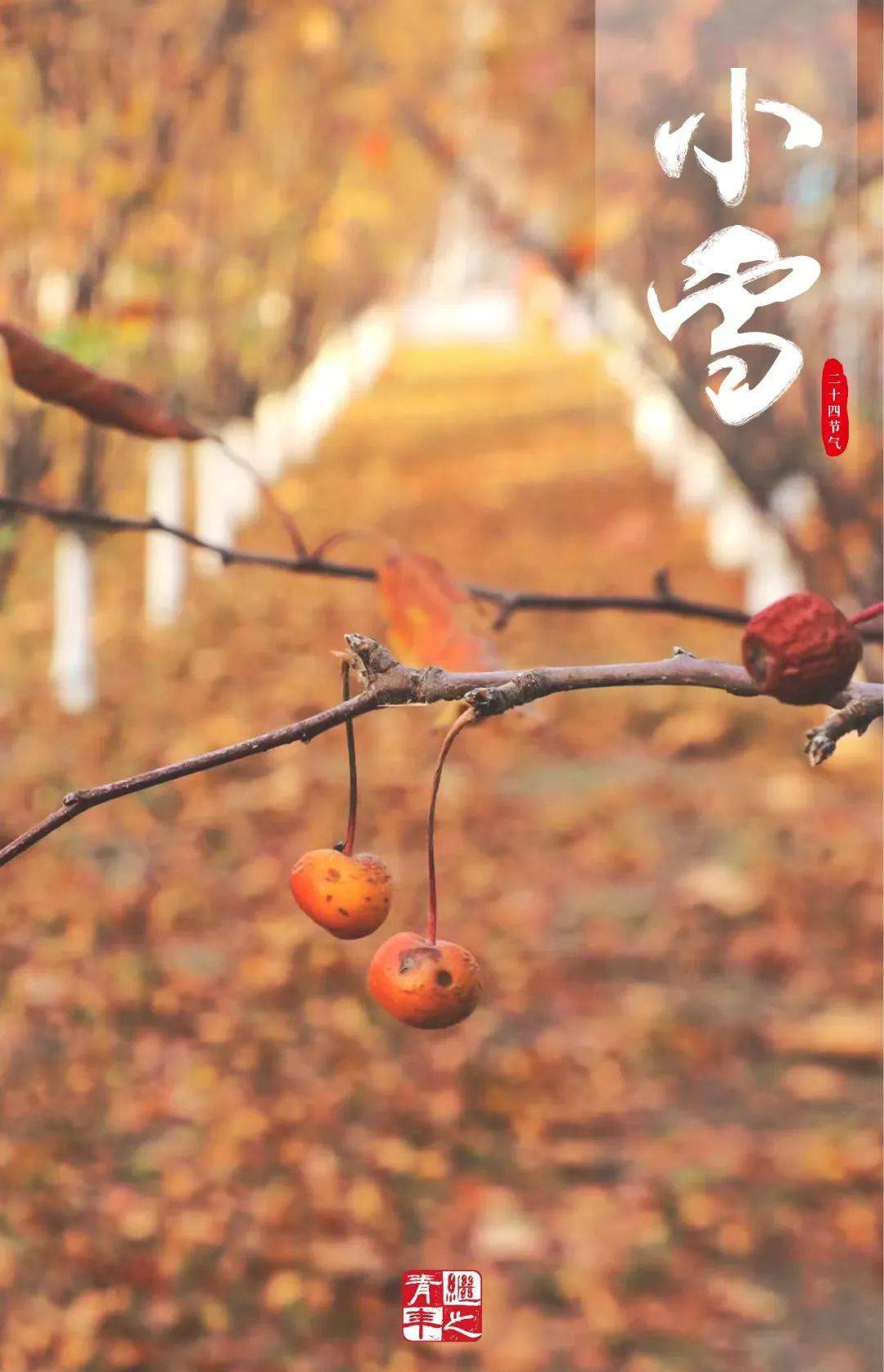 小雪| 雨凝成雪 万物冬藏