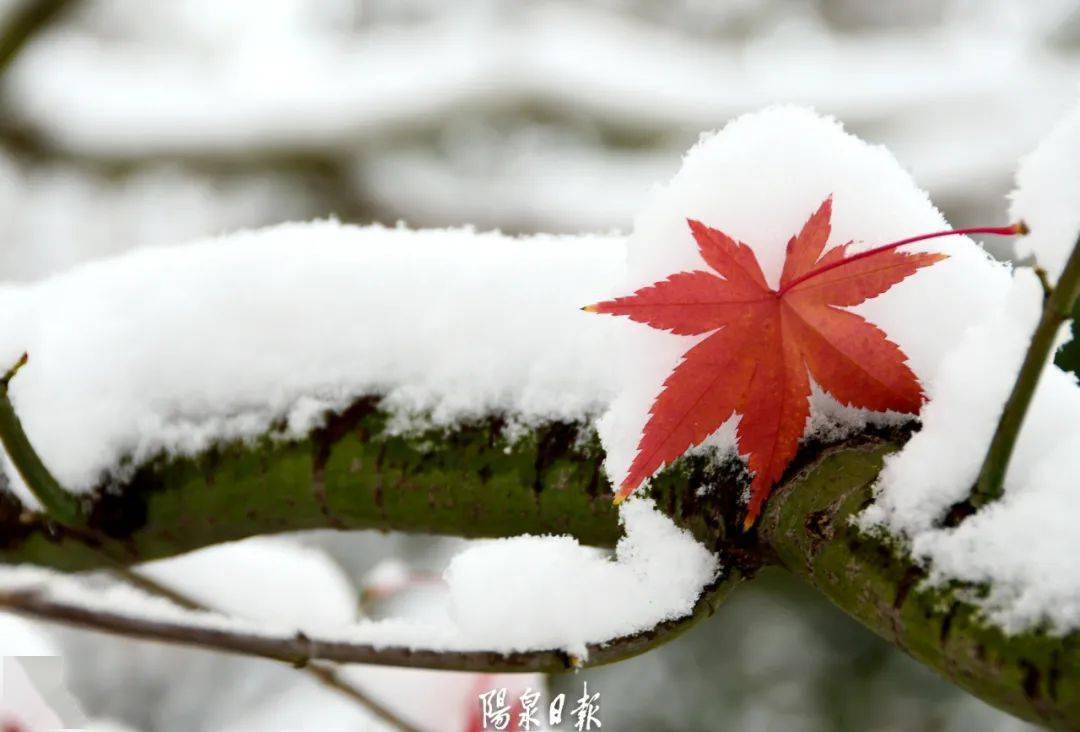 阳泉今冬初雪!美了一座城!