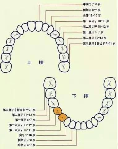 孩子|让孩子拥有一口好牙的方法和必须警惕的坏习惯