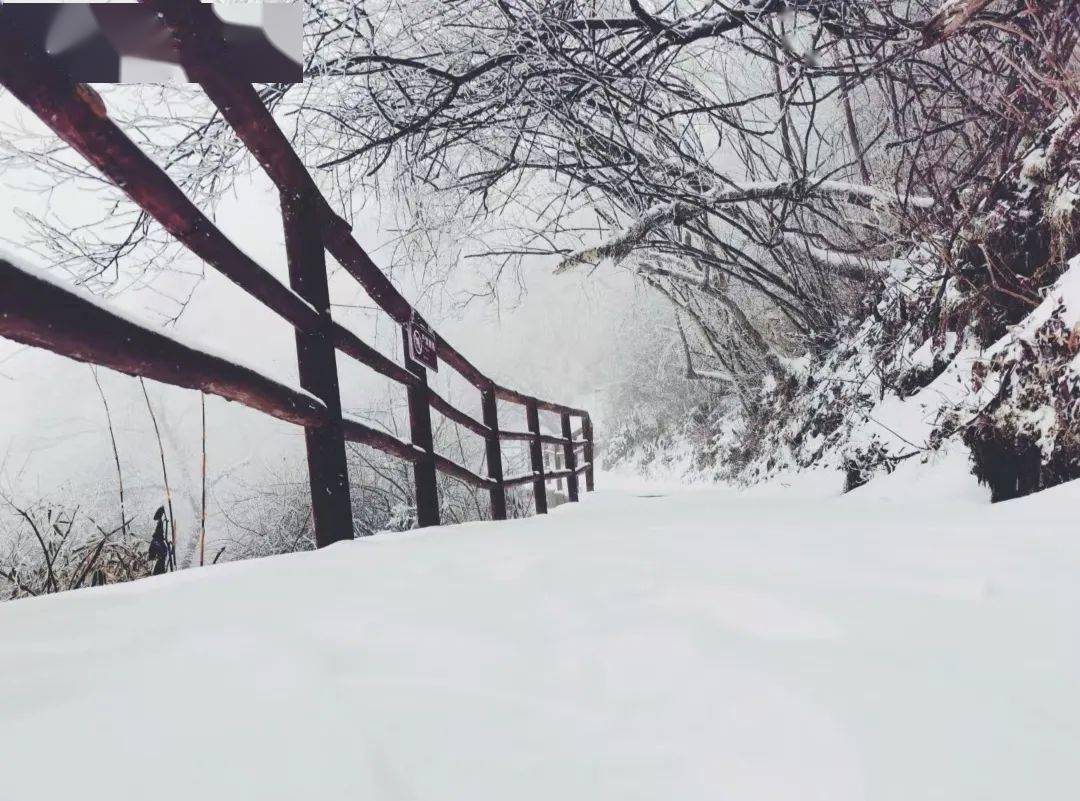 上增添数抹留白 花花草草如约披上白纱 一场雪 给了光雾山无限诗意