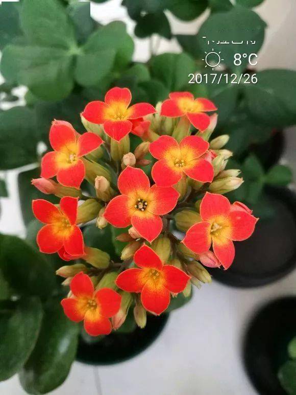 惊艳| 单瓣长寿花有一种别样的美!太好看了