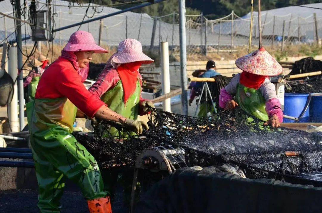 深海养殖的头水紫菜细嫩鲜甜你吃过吗产自福建佛罗里达海岸