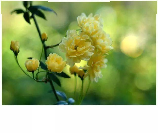 爱养花的人有福了100款花卉图谱保你大部分花都能叫上名字