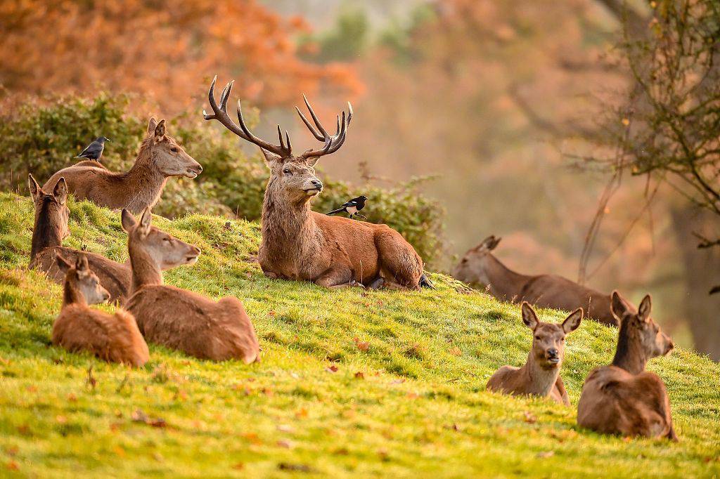 英国大自然秋高气爽 小鸟与鹿和谐共存