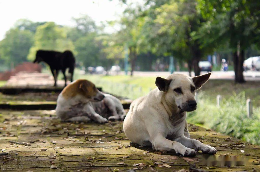 怎么看小狗是否脾气暴躁 b3e7faa63ab34e72b10e15b941b67cb4.jpeg