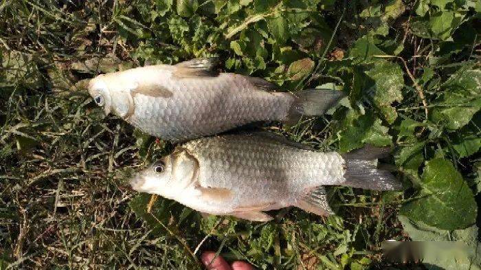 怎么解冻鱼快一点 fe6b58883fd14608b24064aed4c09c76.jpeg