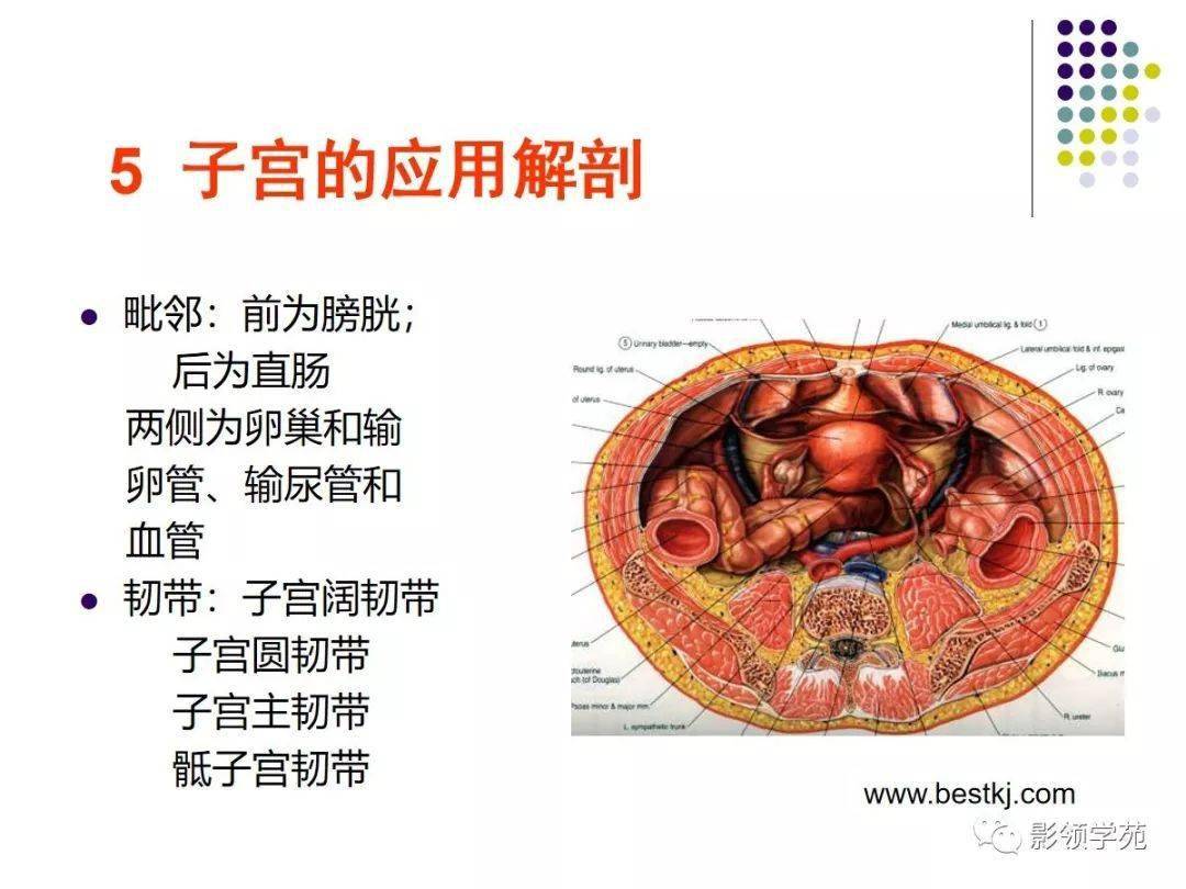 女性盆腔水平断面解剖