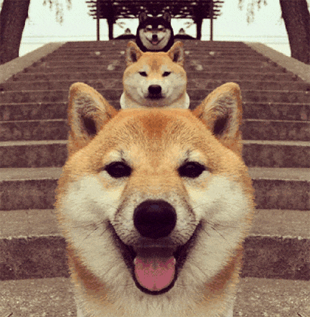 公认最贪吃的5种狗狗,我到底是养了只狗还是养了头猪?