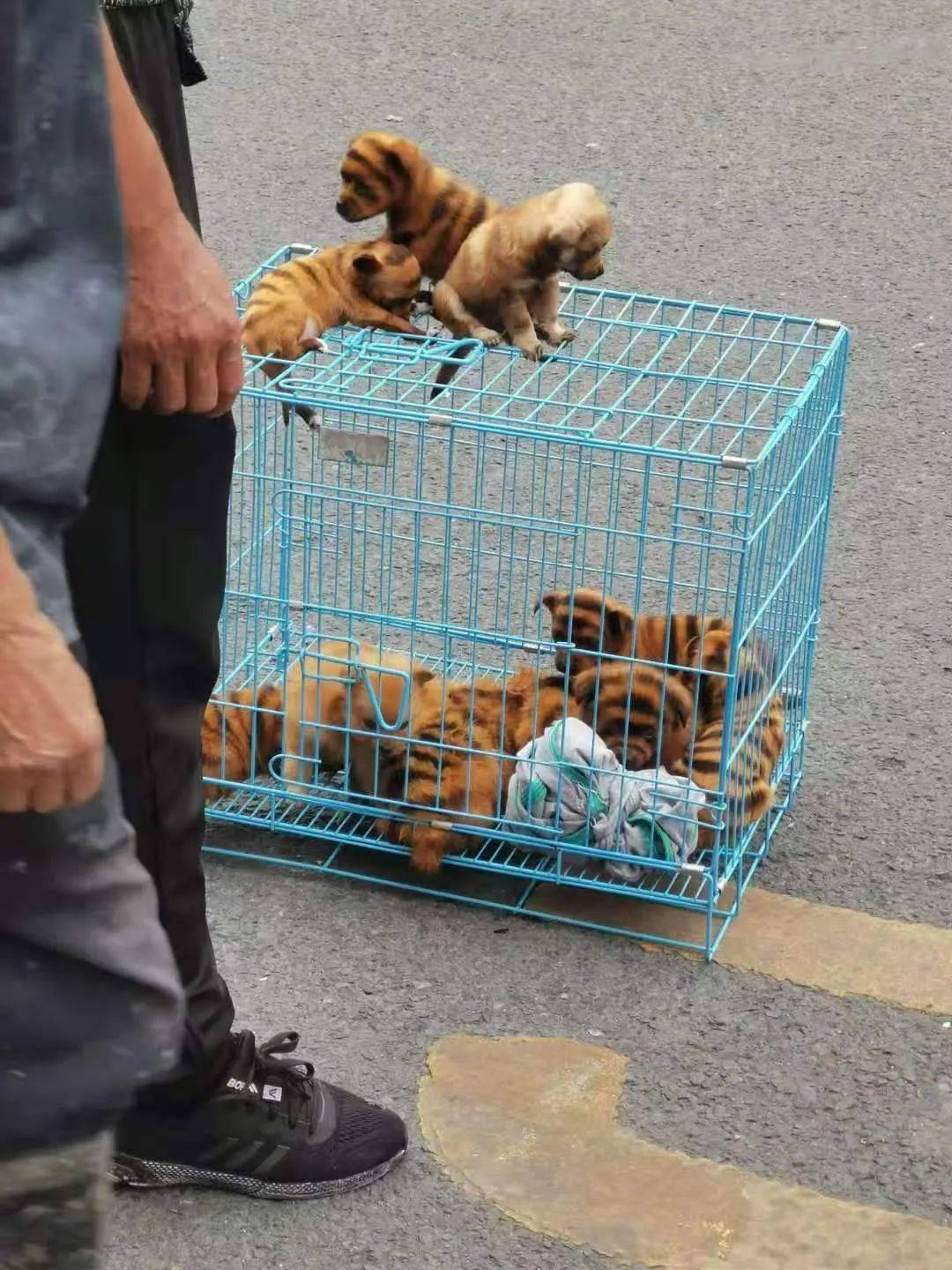 烟台马犬出售价格_烟台马犬赶集网_石家庄马犬出售