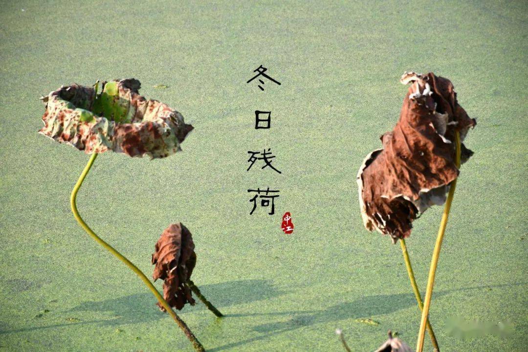 冬日残荷韵味十足