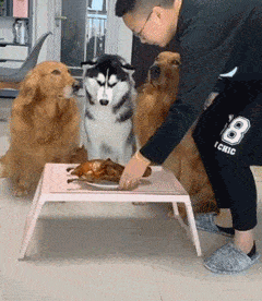 三只狗砸怎么也能坚持几分钟 但没想到刚走到门口 二哈就忍不住了