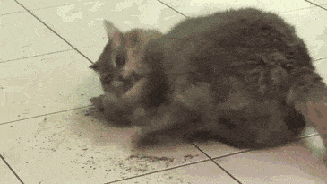 c54dd89b992748e4ae012c32efeb815c.gif