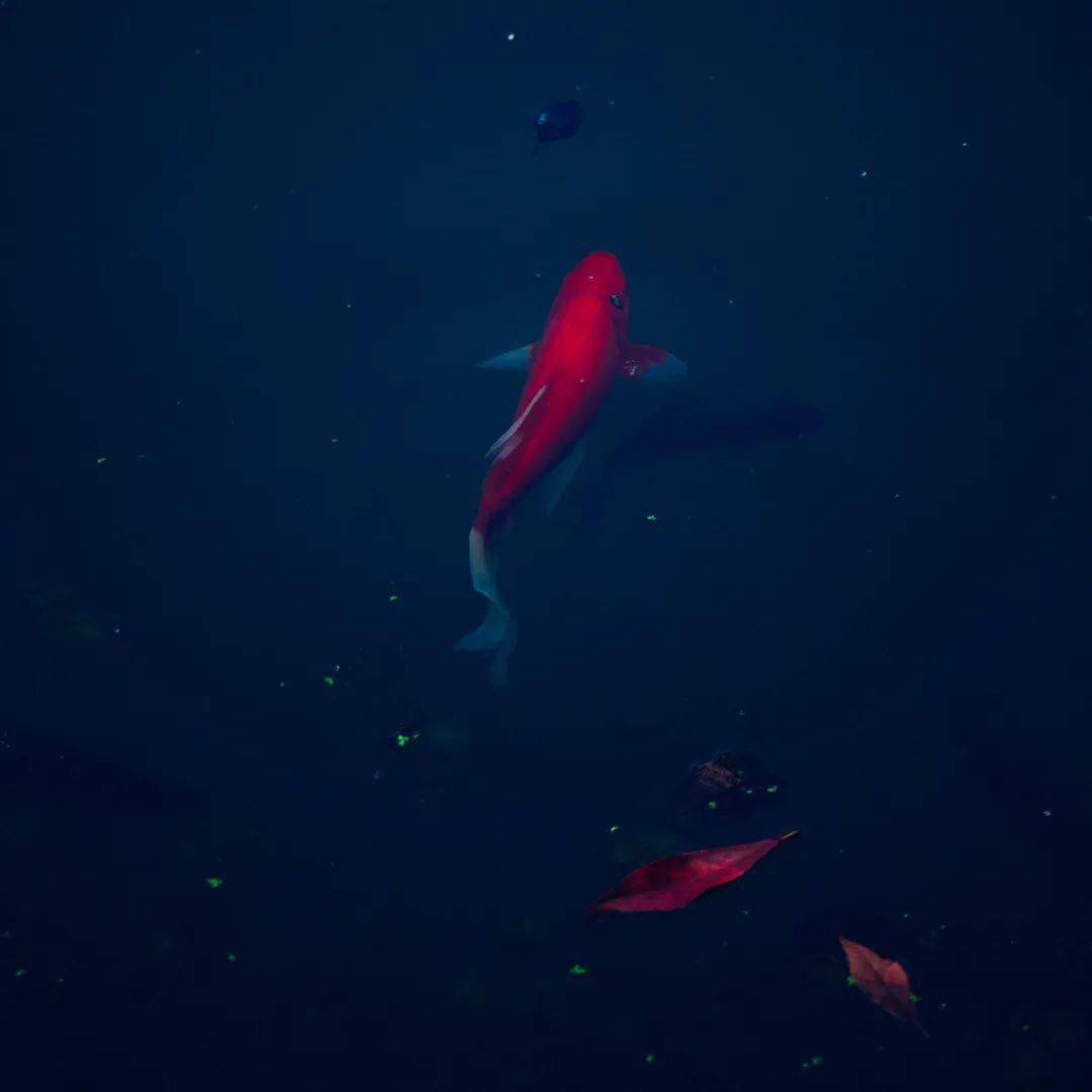 图片头像微信鱼 e276116c4e334d338a8add72a75cdefc.jpeg