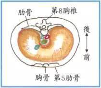 人体内脏与呼吸_横膈膜