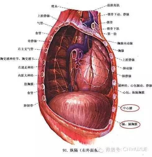 根据《人体解剖图谱》的文字说明,横膈膜属于胸肌,呈伞状.