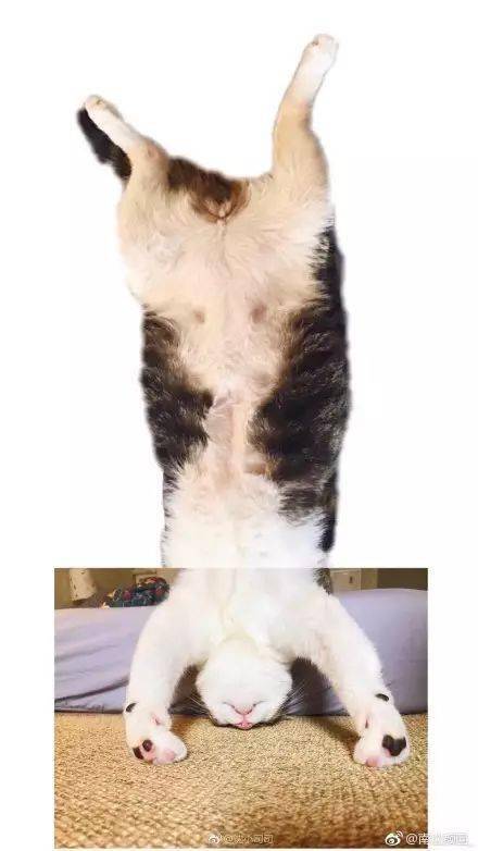 哈哈哈哈哈哈撞到头了