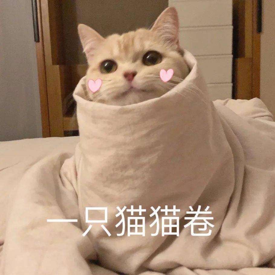 【沙雕猫表情包】猫咪蛋崽表情包